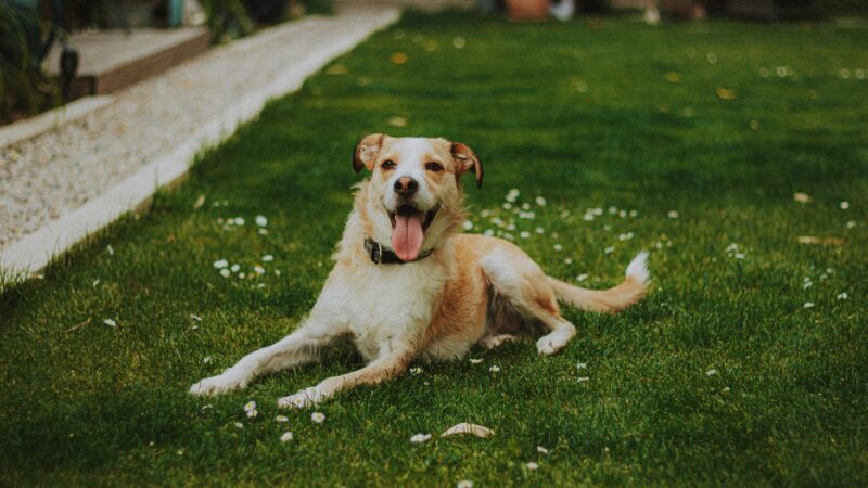 dog laying on lawn