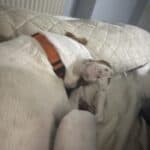 a dog laying on a mattress and pillow