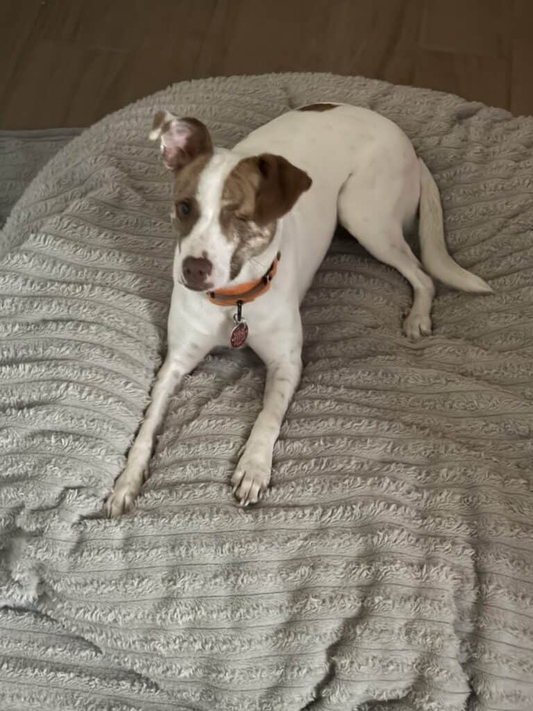 a dog laying on plush and comfortable dog bed