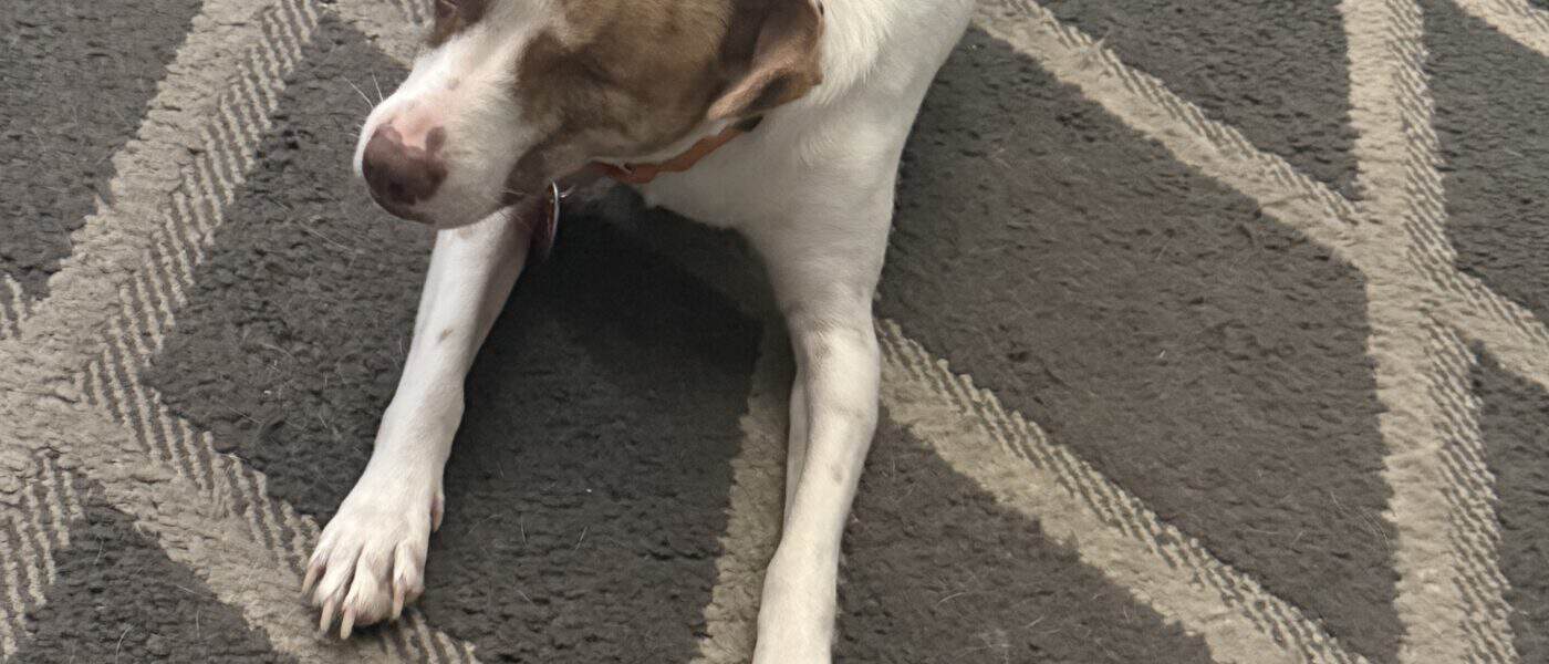 What to Do When Your Dog Is Scared of Strangers: Manage the People, Not the Dog