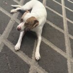 a dog laying on a rug in home