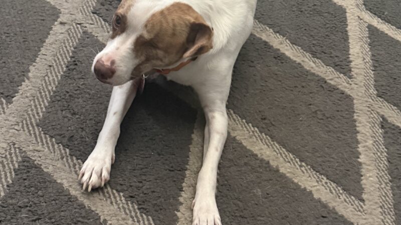 a dog laying on a rug in home