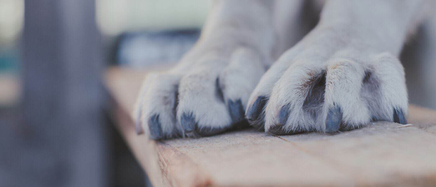 Best Dog Nail Files in 2026: Smooth, Snag-Free Nails