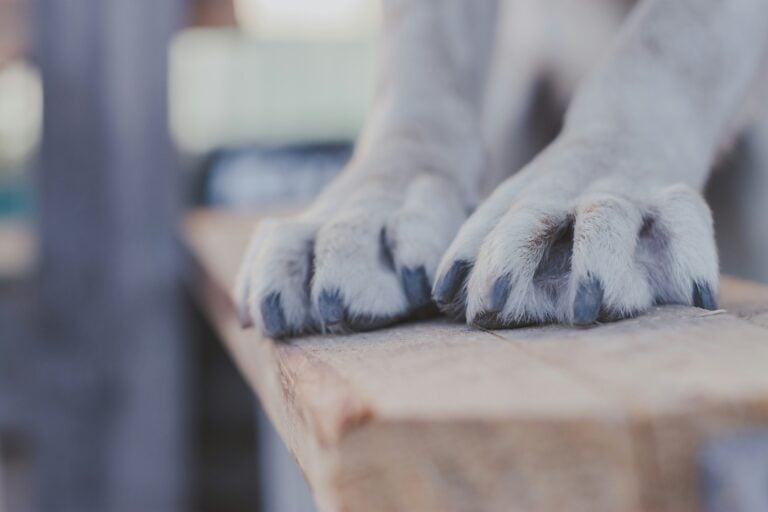 a dogs nails upclose