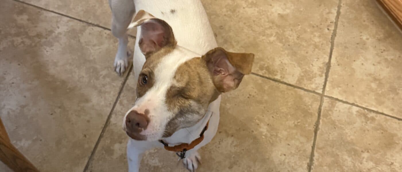 How Much Does It Cost to Adopt a Dog: The Fee Is Not the Cost
