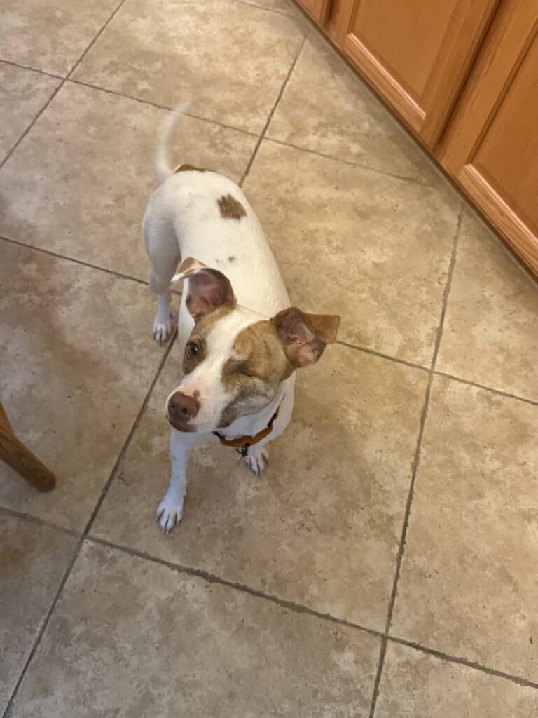 a dog nearby in home