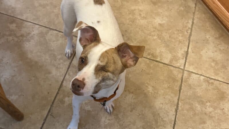 a dog nearby in home
