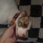 a dog on a couch cover in home