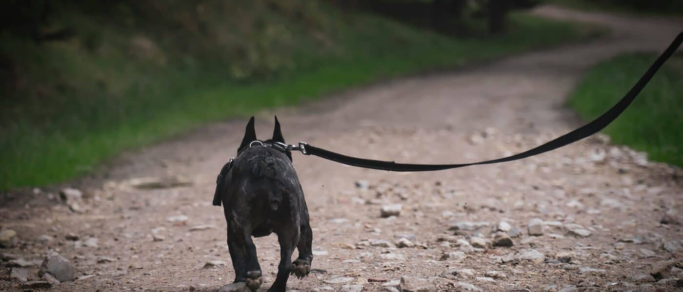 Best Long Line Dog Leashes in 2026: Long Training Leads for Recall and Freedom