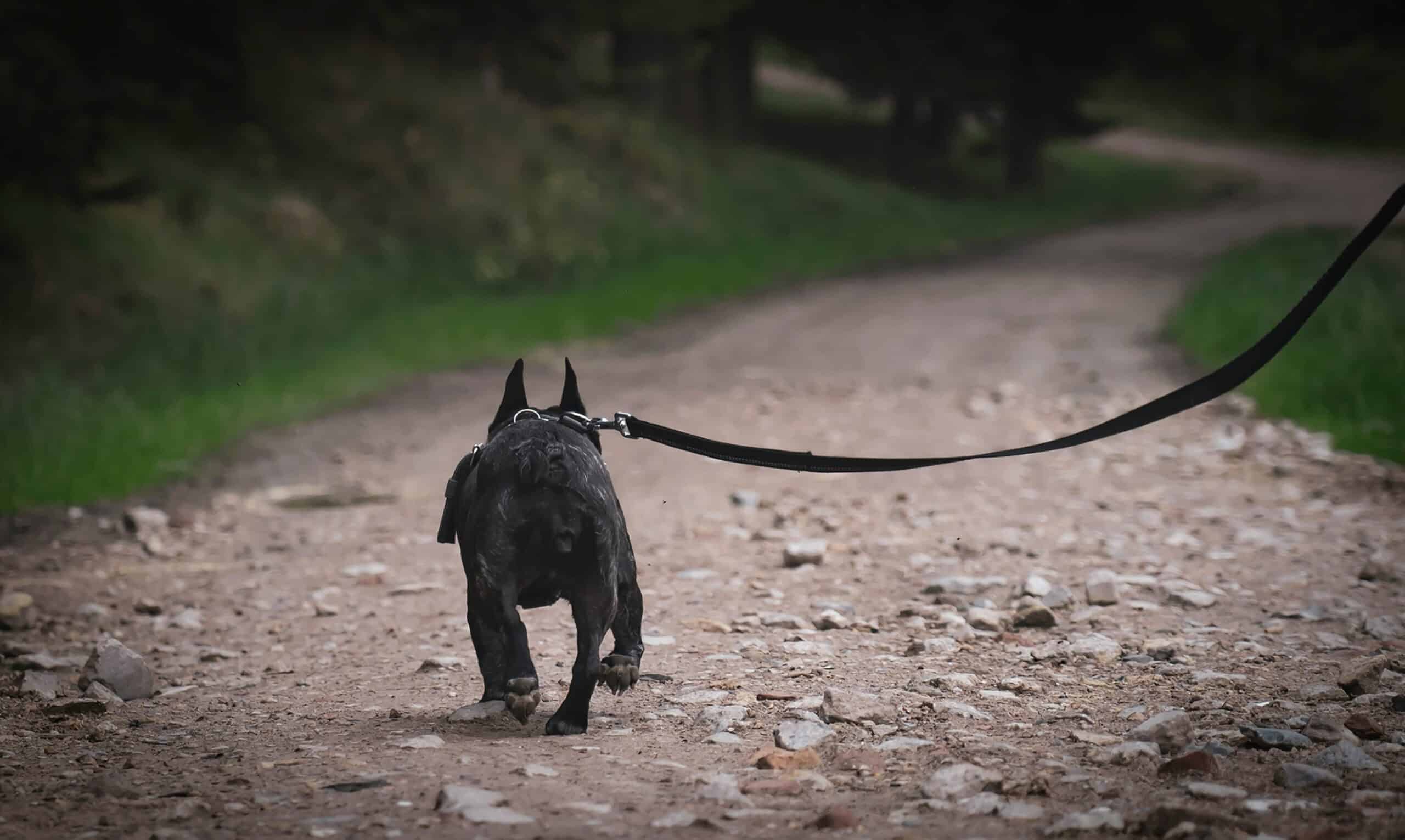 Best Long Line Dog Leashes in 2026: Long Training Leads for Recall and Freedom