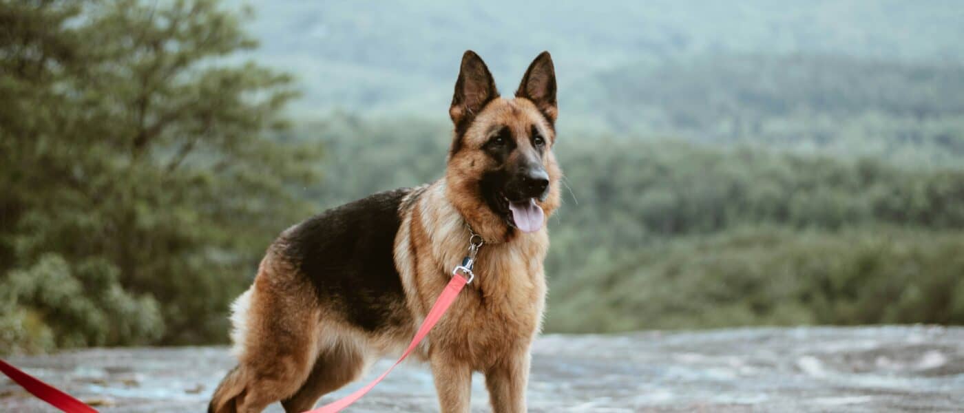 Best Dog Gear That Lasts in 2026: What Survives and What Quietly Fails