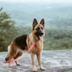 a dog on a sturdy leash