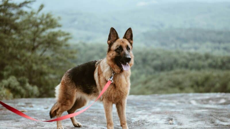 a dog on a sturdy leash