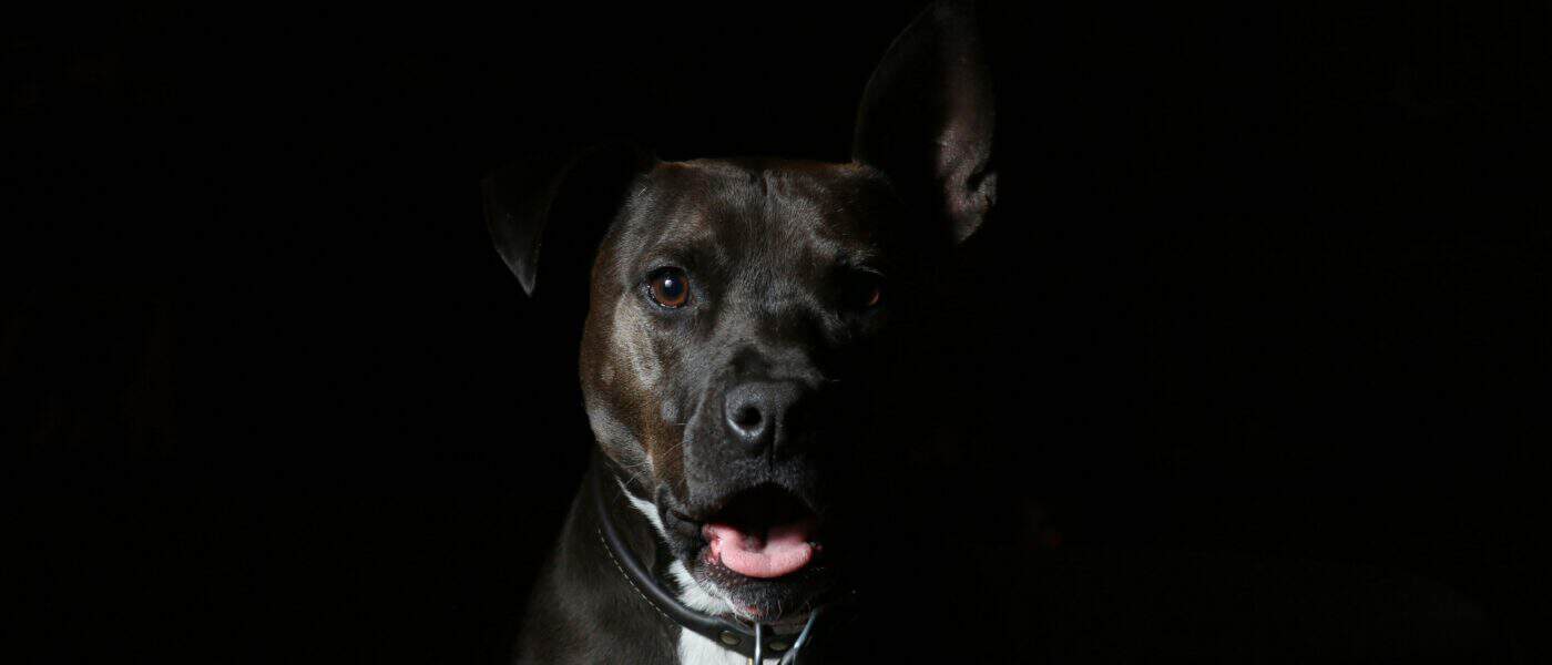 Why Does My Dog Pant at Night?