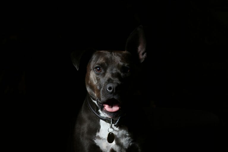 a dog panting at night