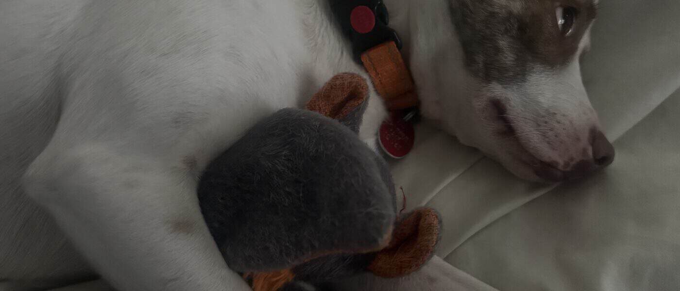 Best Plush Dog Toys in 2026: The Two Mine Actually Plays With, and What That Taught Me