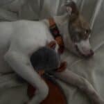a dog playing with plush bat