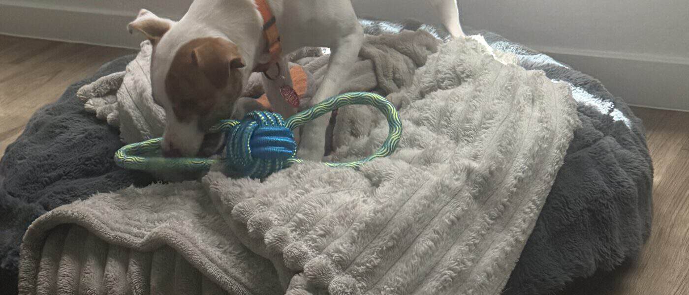 How Many Toys Does a Dog Actually Need? When It’s Too Much