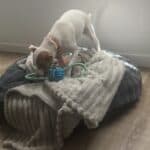 a dog playing with a rope toy in dog bed