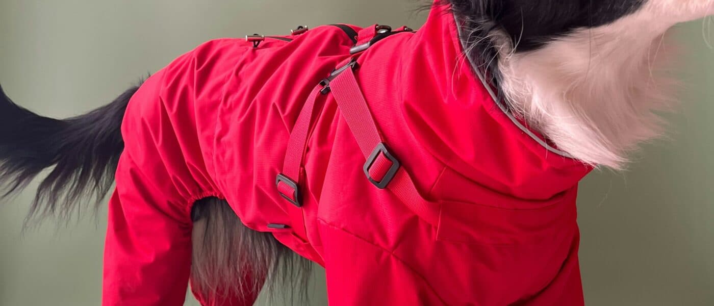Best Dog Recovery Onesies in 2026: Comfortable Cone Alternatives for Healing