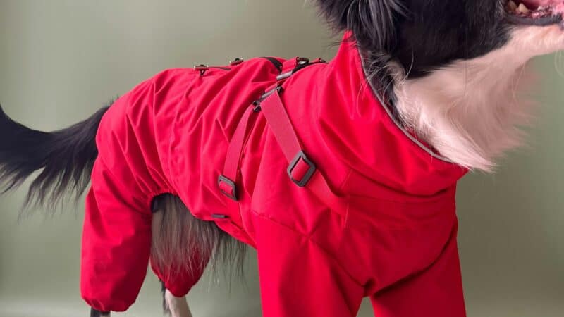 a dog recovery onesie on a dog