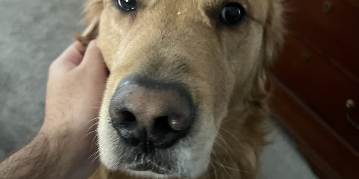 How to Find a Food Intolerance in Dogs: Eliminate Negative Impacts