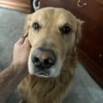 a dog relaxed and happy