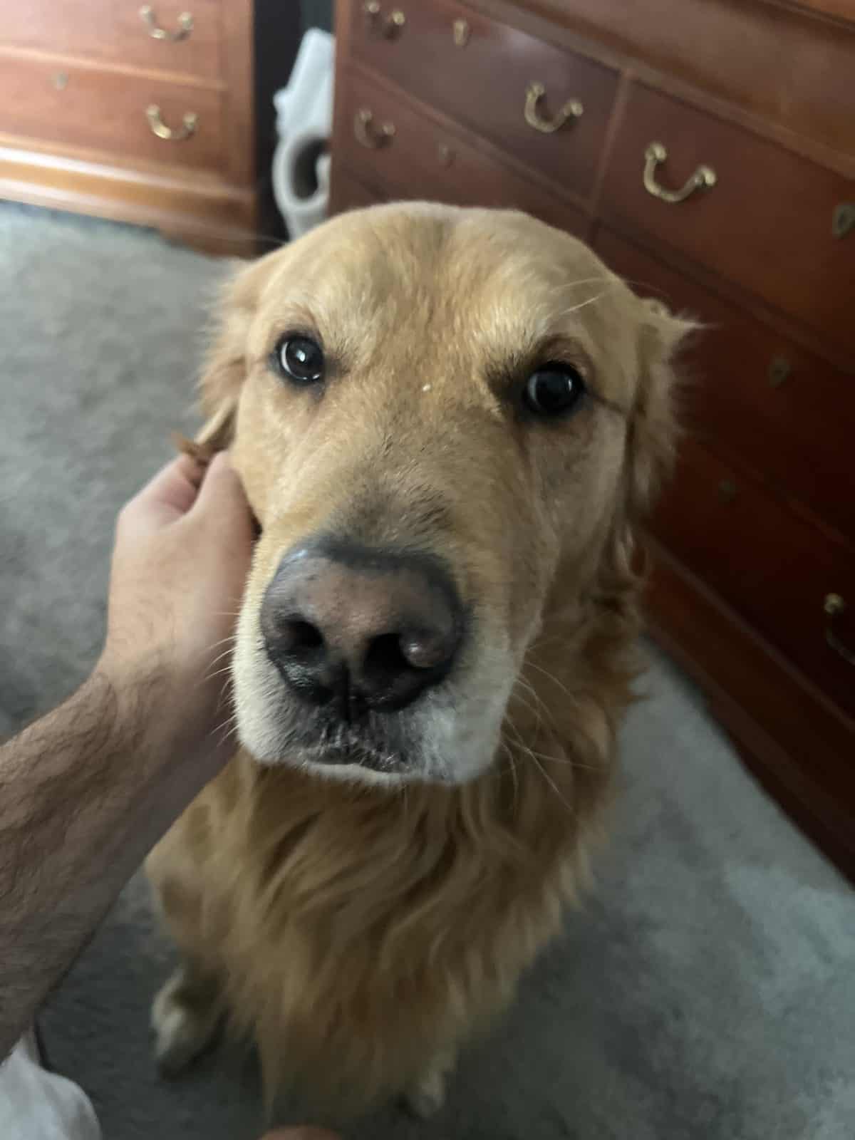 How to Find a Food Intolerance in Dogs: Eliminate Negative Impacts