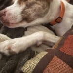 a dog relaxed with pillow