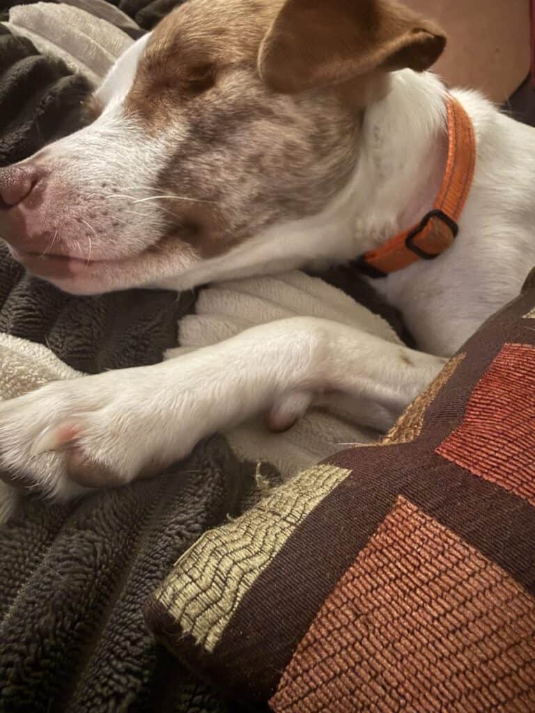a dog relaxed with pillow