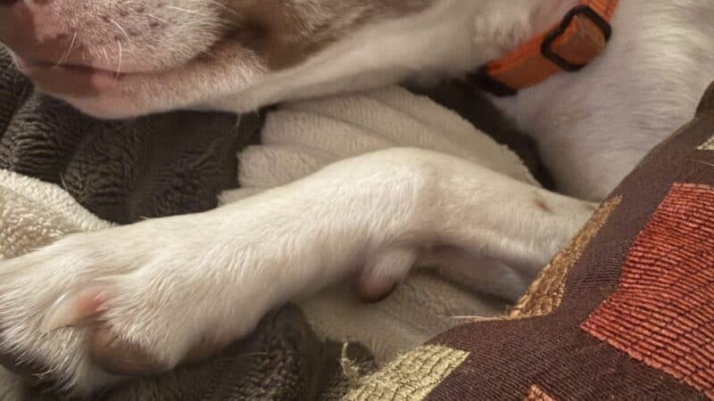 a dog relaxed with pillow