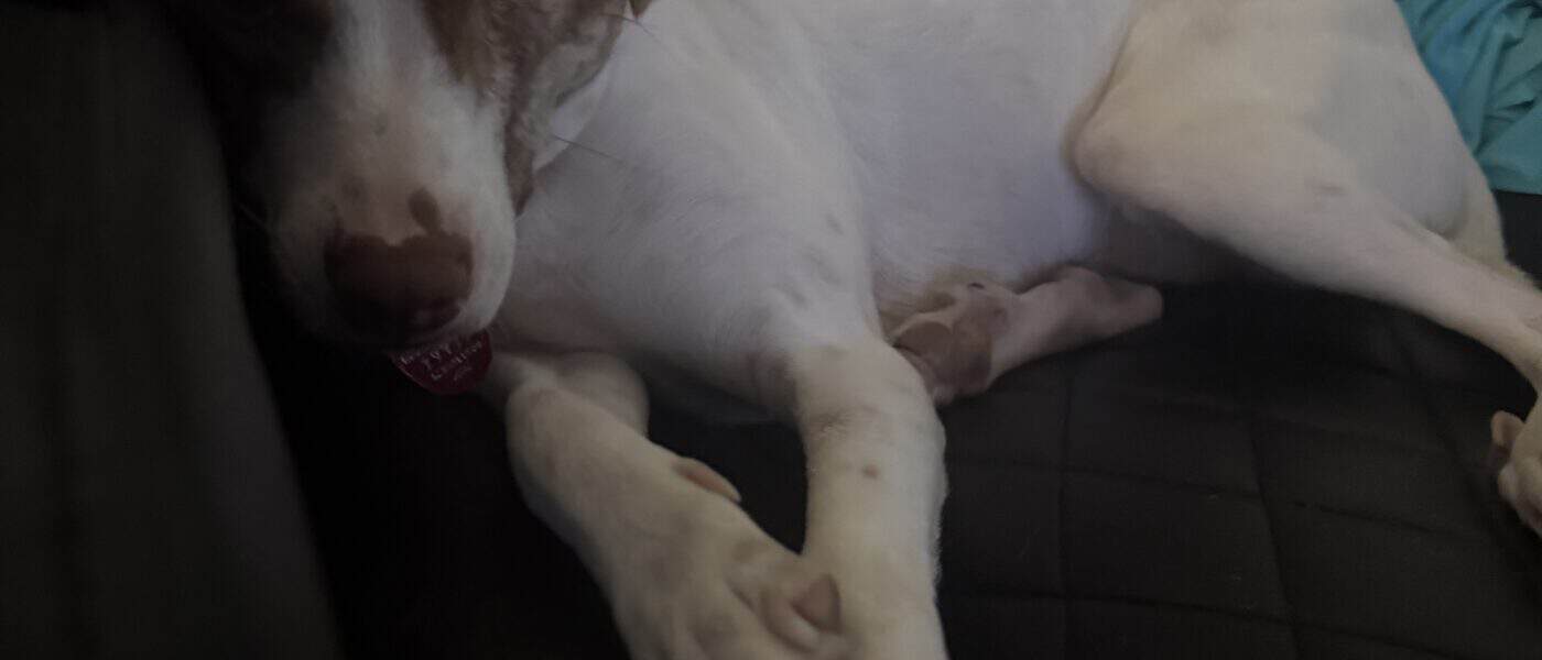 What I Wish I Knew Before Adopting a Rescue Dog: Patience with Your Dog