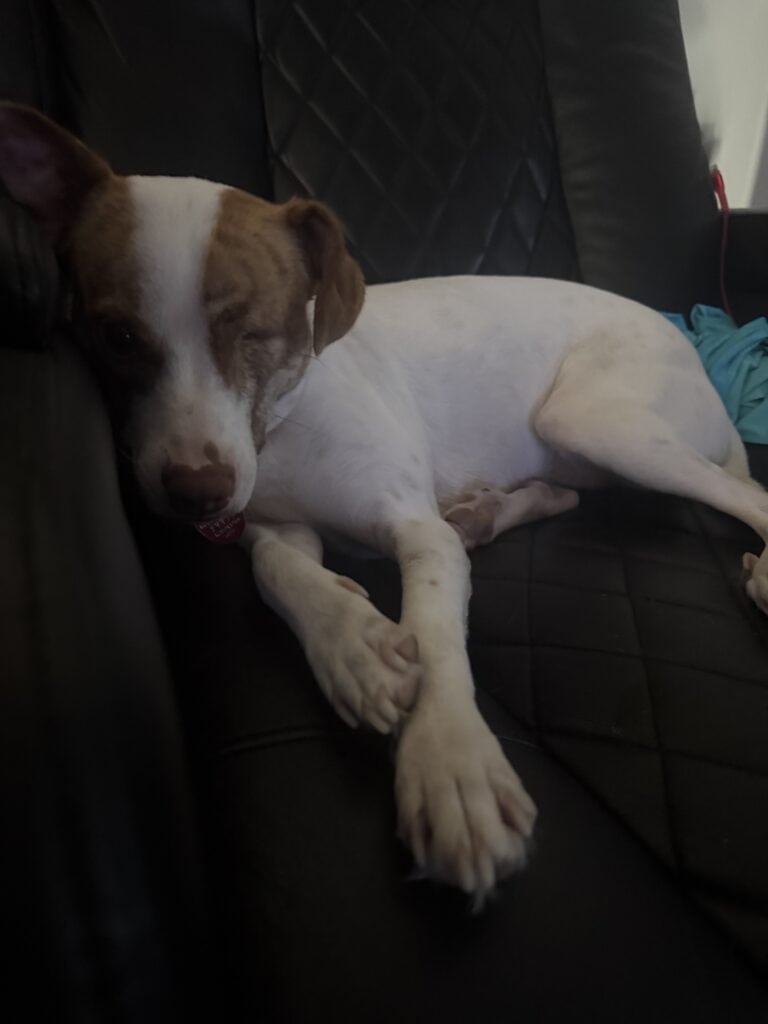 a dog relaxing in home