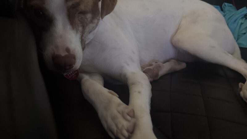 a dog relaxing in home