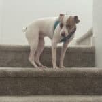 dog on stair with mesh harness