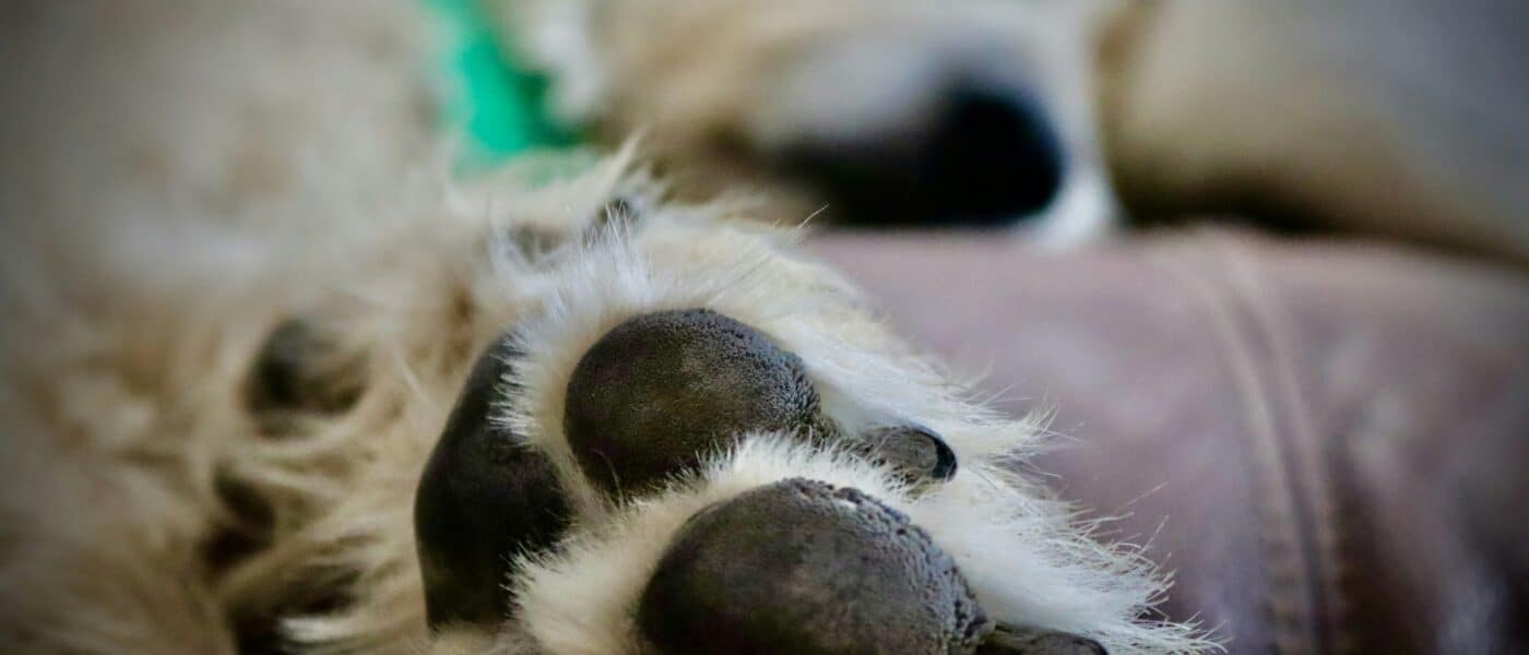 Best Dog Scratch Pads for Nails: File-It-Yourself Nail Care in 2026