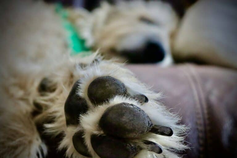 a dog scratch pad