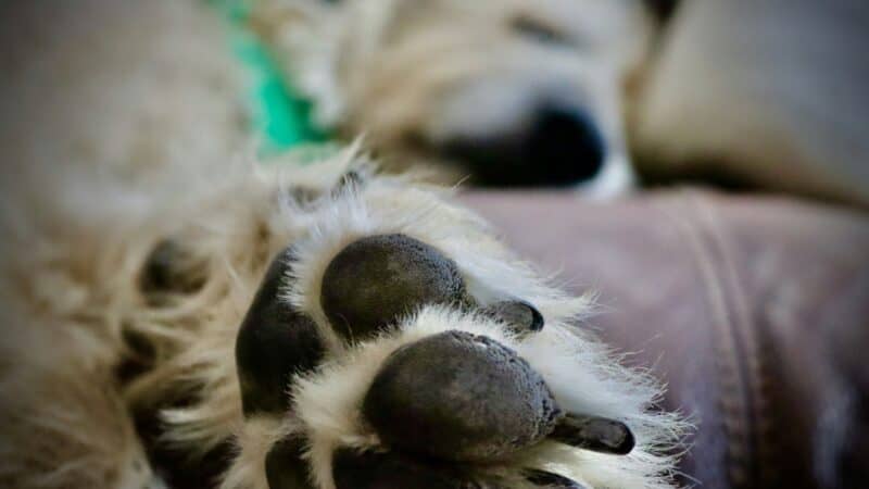 a dog scratch pad