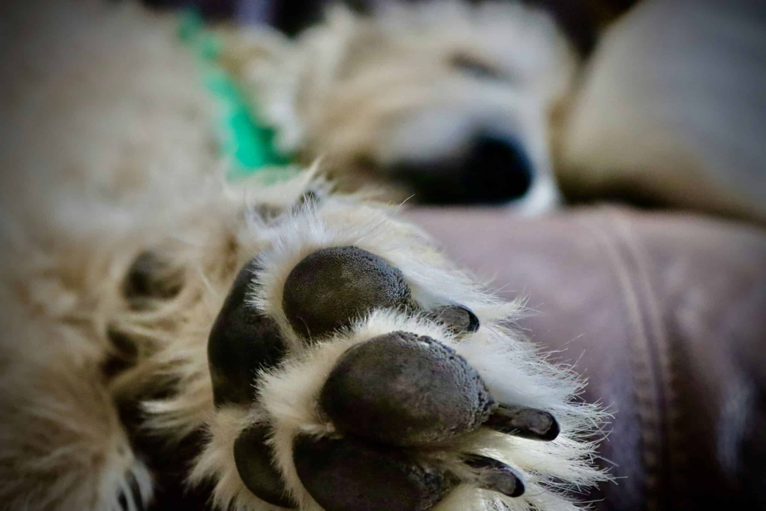 Best Dog Scratch Pads for Nails: File-It-Yourself Nail Care in 2026