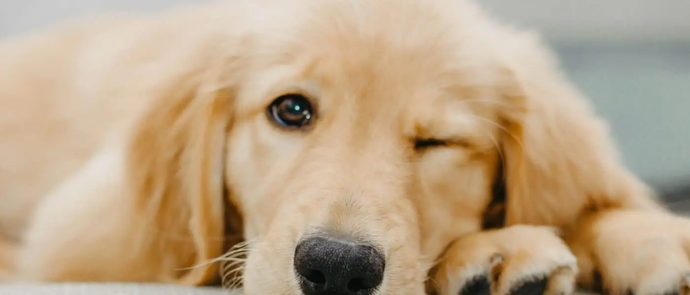 How to Teach a Dog to Settle: A Calm, Step-by-Step Guide
