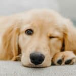 a dog settled down