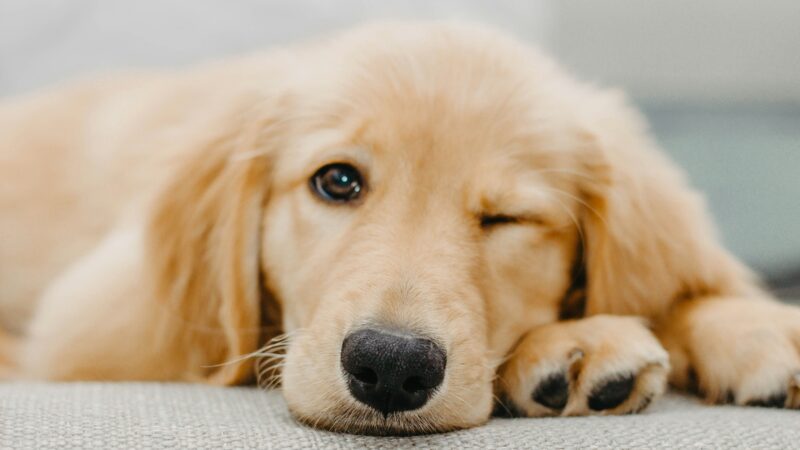 a dog settled down