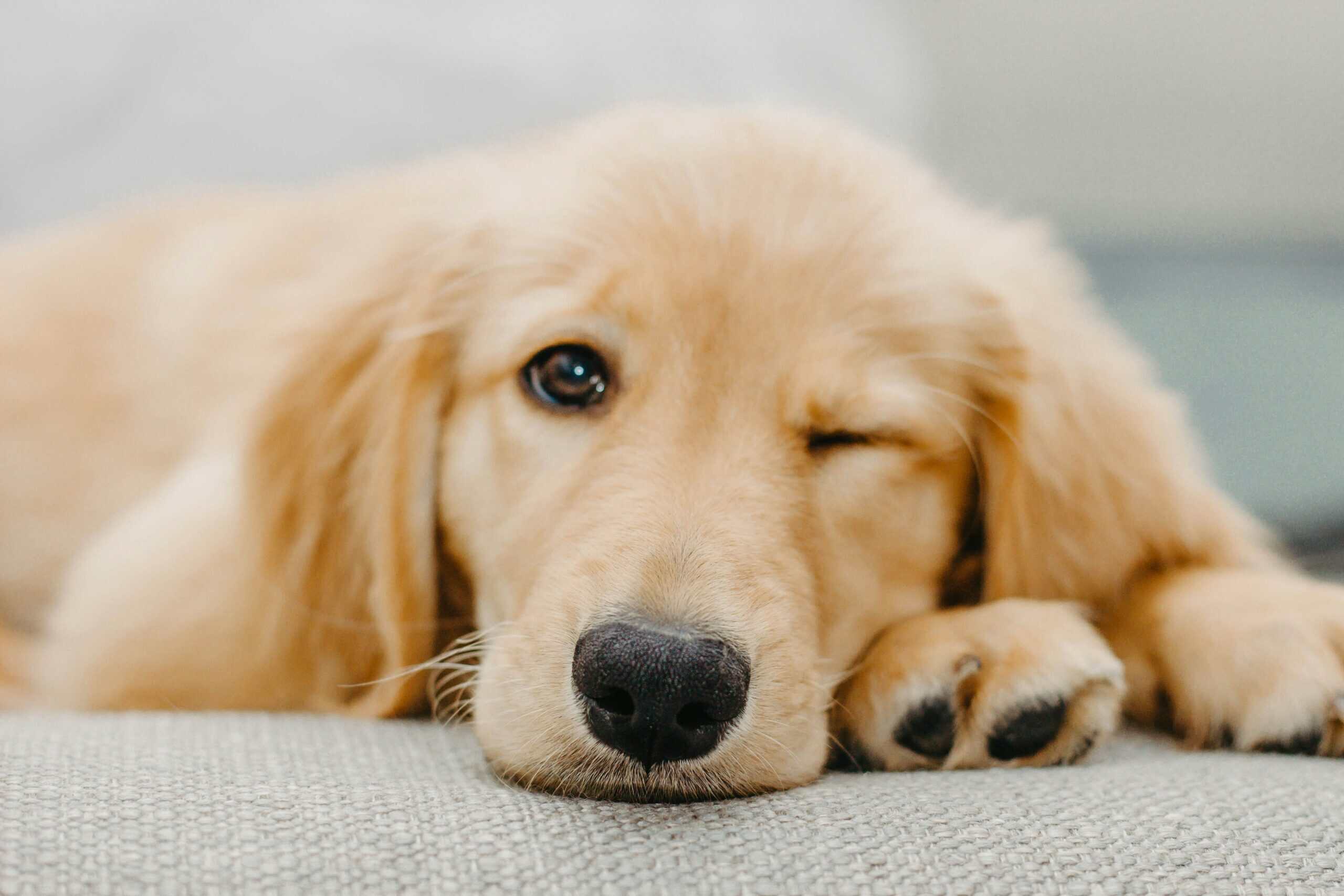 How to Teach a Dog to Settle: A Calm, Step-by-Step Guide