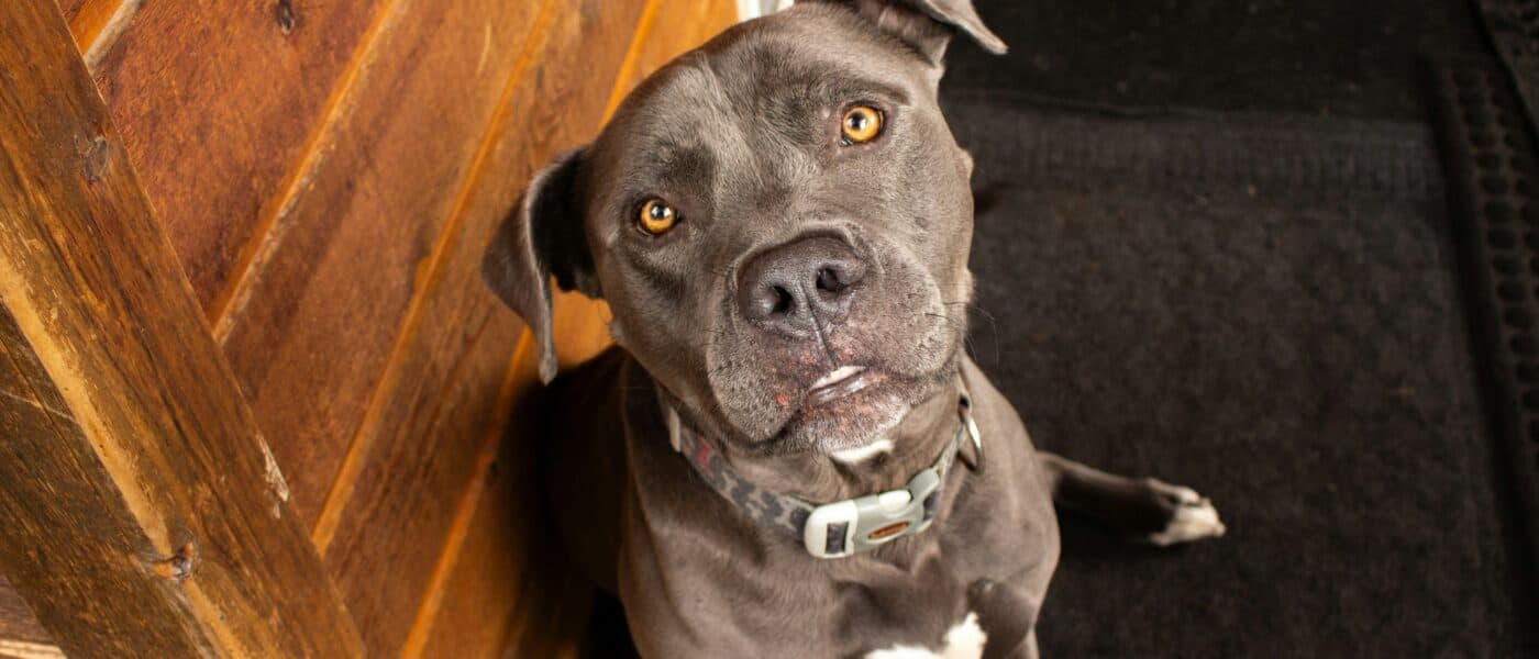 Best Dog Doorbell Buttons in 2026: Potty-Training Bells Your Dog Can Ring