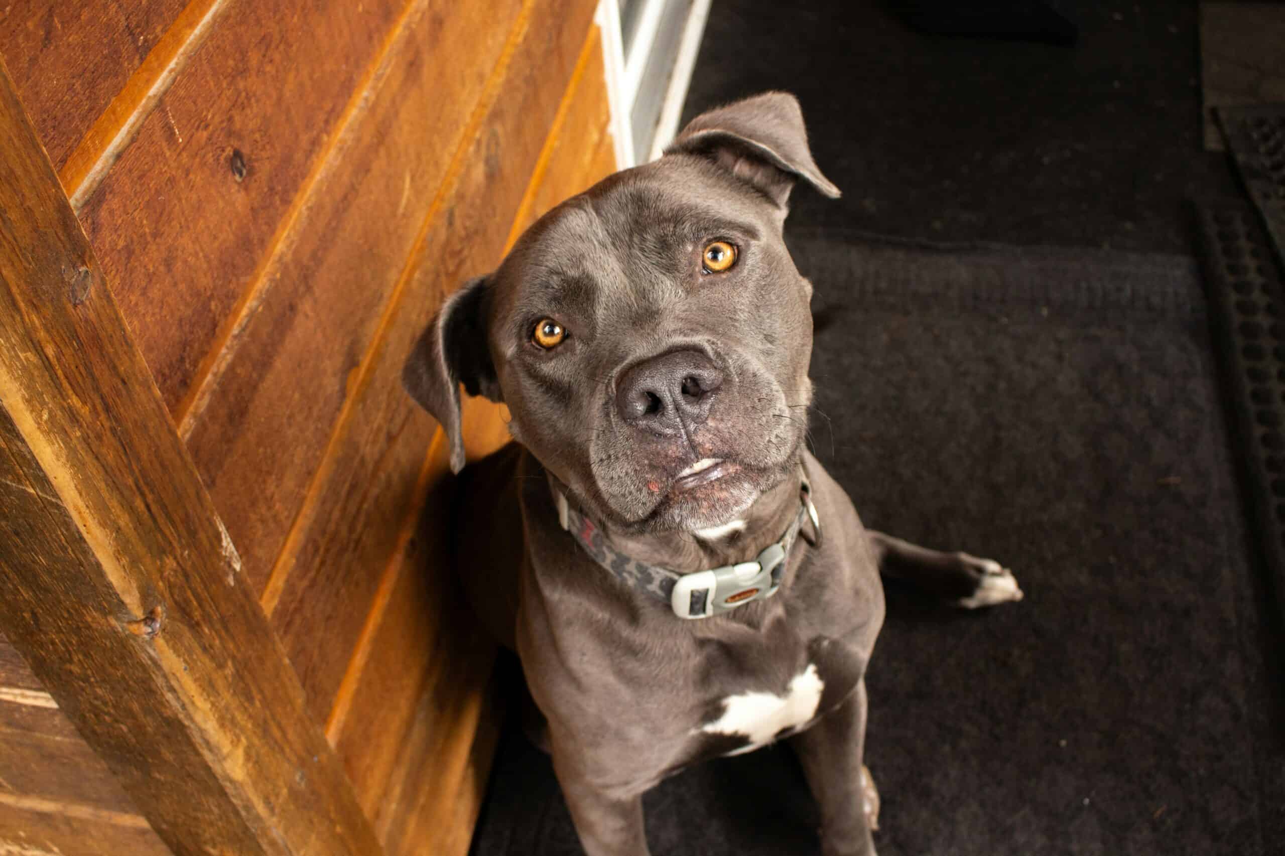 Best Dog Doorbell Buttons in 2026: Potty-Training Bells Your Dog Can Ring