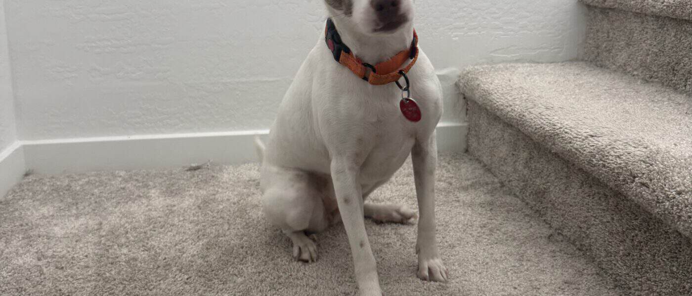 How to Keep a Dog Comfortable in a Hot Apartment: Guide for Summer