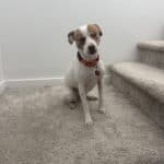 a dog standing on stairs under an AC vent