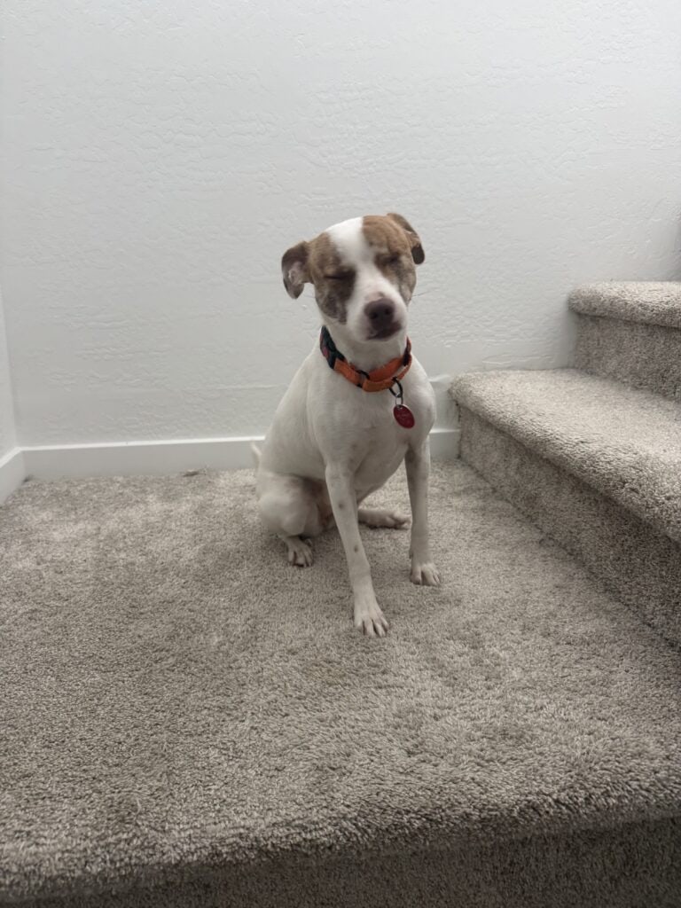 a dog standing on stairs under an AC vent