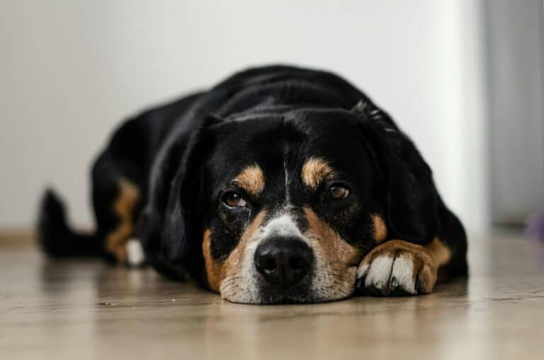 a dog staring with sad eyes