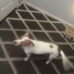 dog staying at door while owner is to leave